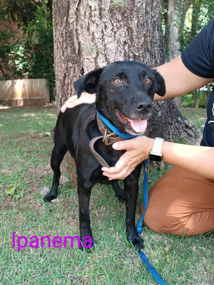Cachorro ra a SRD-ViraLata idade 3 anos nome Ipanema 