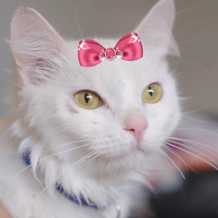 Gato ra a Mestica idade 7 a 11 meses nome Luna 