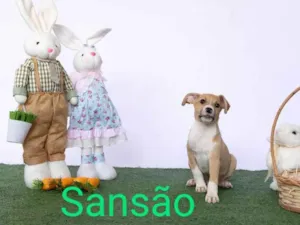 Cachorro raça SRD-ViraLata idade 2 a 6 meses nome Sansão 