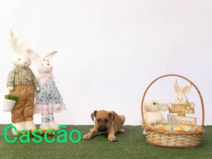 Cachorro raça SRD-ViraLata idade 2 a 6 meses nome Cascão 