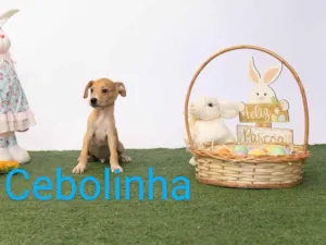 Cachorro raça SRD-ViraLata idade 2 a 6 meses nome Cebolinha 