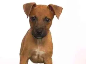 Cachorro raça SRD-ViraLata idade 2 a 6 meses nome Donut