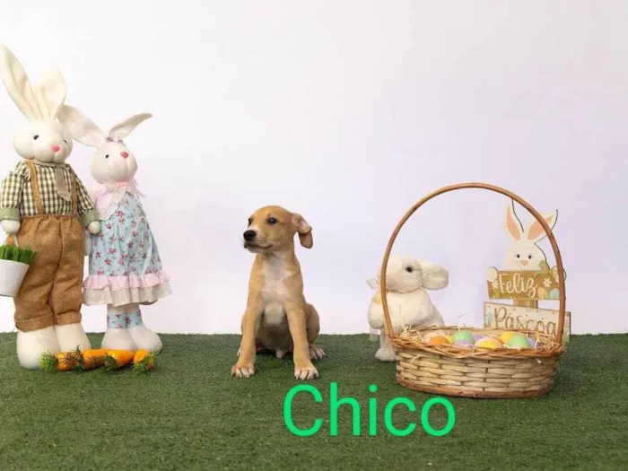 Cachorro ra a SRD-ViraLata idade 2 a 6 meses nome Chico 