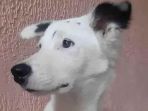 Cachorro raça SRD idade 7 a 11 meses nome Branca