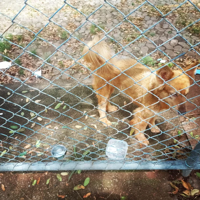 Cachorro ra a Caramelo idade 7 a 11 meses nome Lobinho 