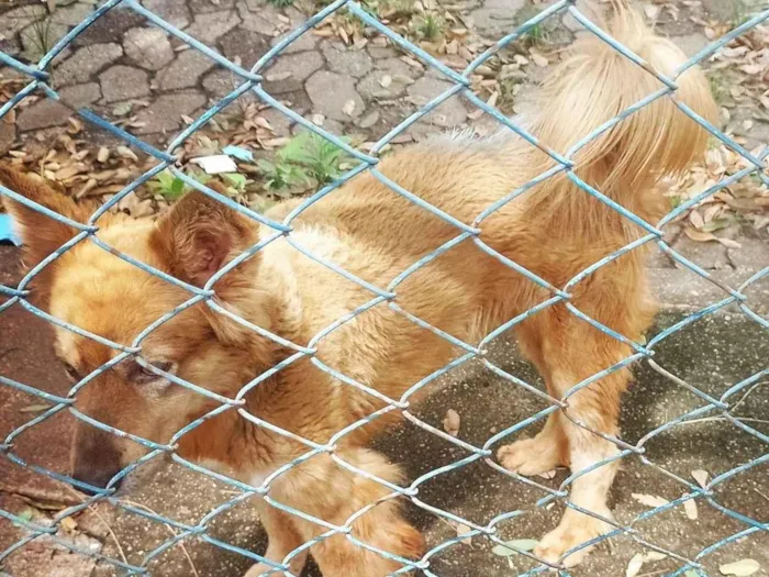 Cachorro ra a Caramelo idade 7 a 11 meses nome Lobinho 