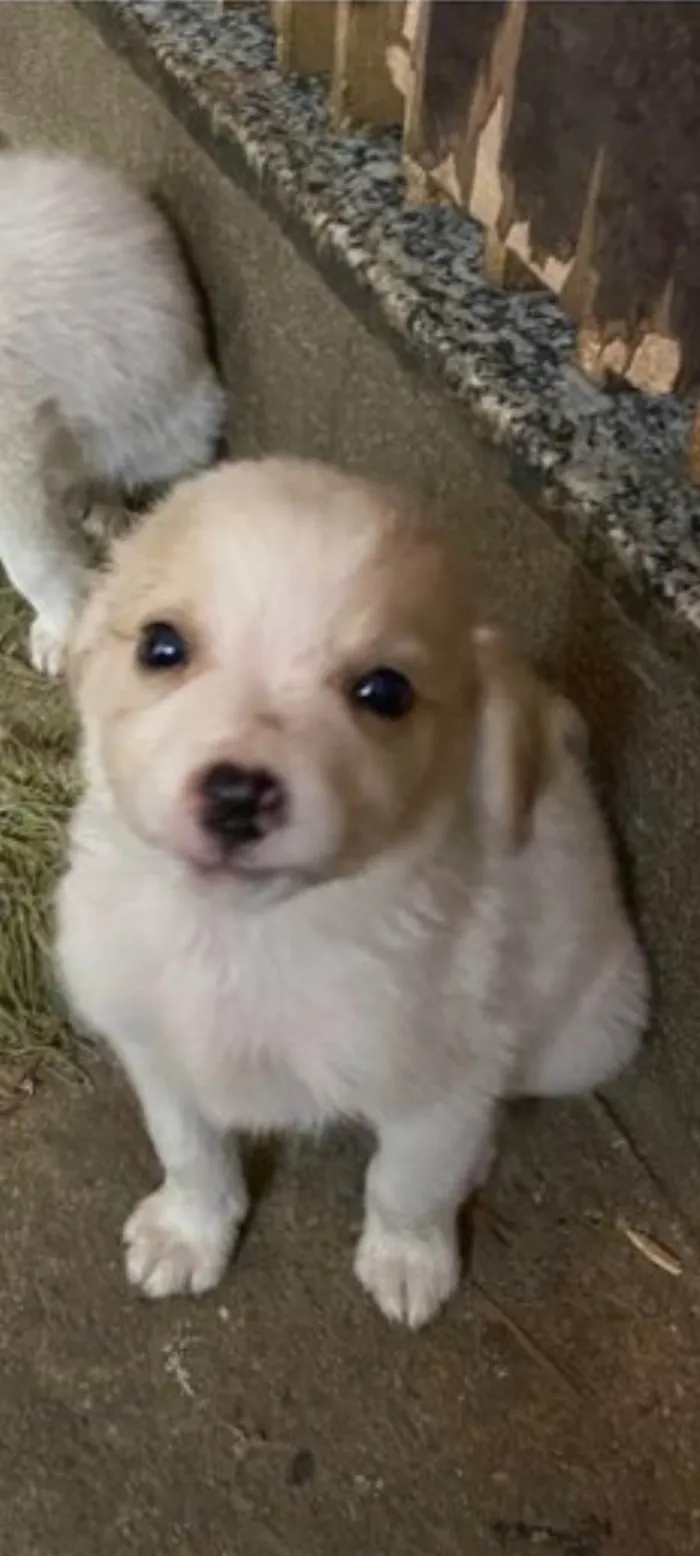 Cachorro ra a Sem raça definida  idade 2 a 6 meses nome Luna 