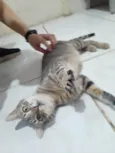 Gatinha dócil