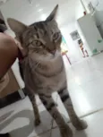 Gatinha dócil