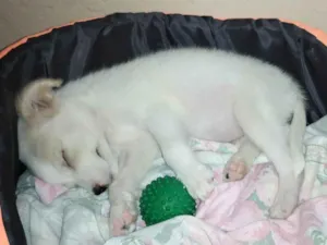 Cachorro raça Sem raça definida  idade 2 a 6 meses nome Luna 