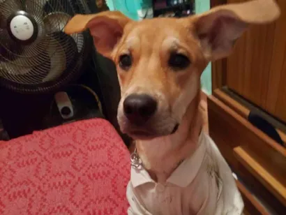 Cachorro raça Labrador com Pastor Alemão  idade 3 anos nome Bethoven 