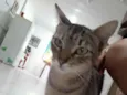 Gatinha dócil