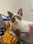 Clara