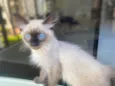 Pompom