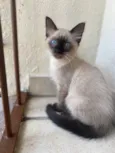 Pompom