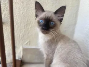 Gato raça Srd idade 2 a 6 meses nome Pompom