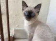 Pompom