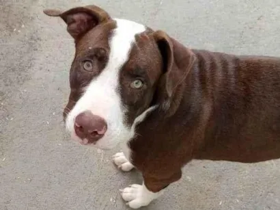 Cachorro raça Pit-Bull idade 1 ano nome Iron