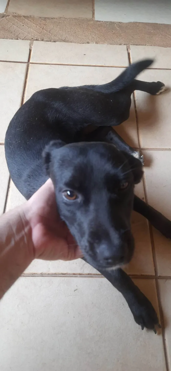 Cachorro ra a SRD-ViraLata idade 7 a 11 meses nome Cacau