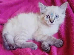 Gato raça Persa siames idade Abaixo de 2 meses nome Mix persa siames adocao