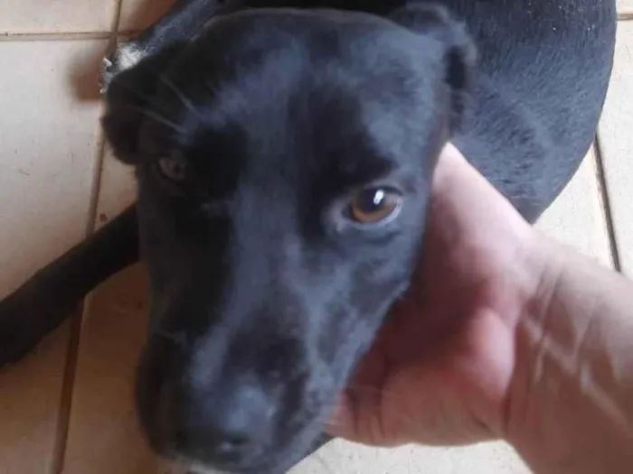 Cachorro ra a SRD-ViraLata idade 7 a 11 meses nome Cacau