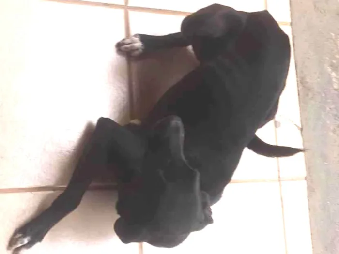 Cachorro ra a SRD-ViraLata idade 7 a 11 meses nome Cacau