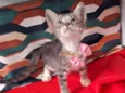 CLEO