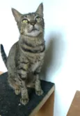 Laís