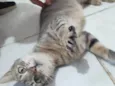 Gatinha dócil