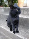 Bartho