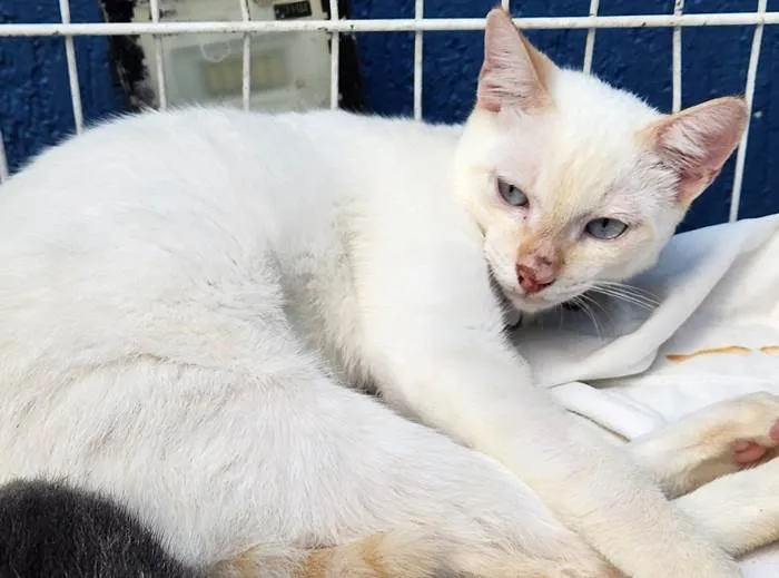 Gato ra a SRD-ViraLata idade 2 a 6 meses nome LEONCIO CREME