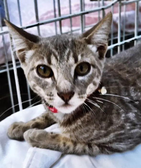 Gato ra a SRD-ViraLata idade 2 a 6 meses nome CÁSSIA TIGRESA