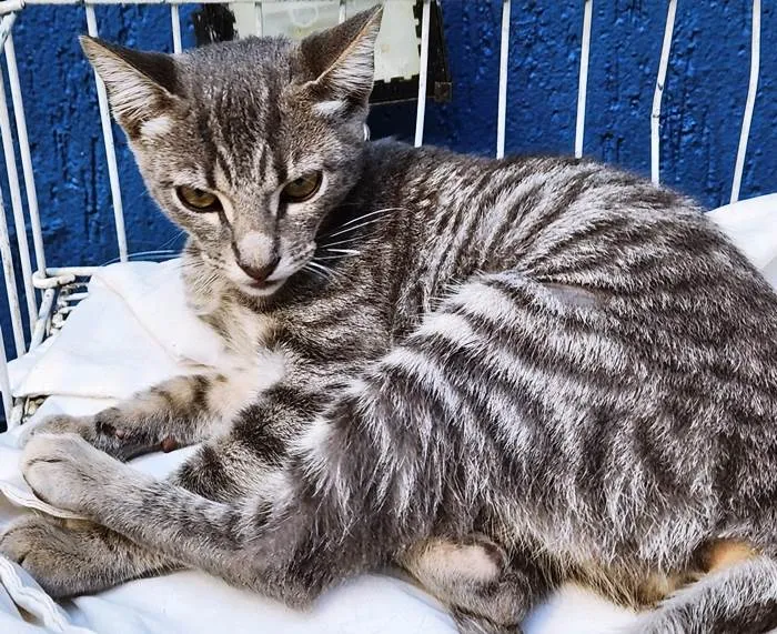 Gato ra a SRD-ViraLata idade 2 a 6 meses nome CÁSSIA TIGRESA