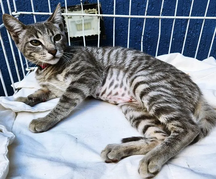 Gato ra a SRD-ViraLata idade 2 a 6 meses nome CÁSSIA TIGRESA