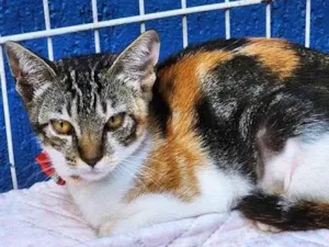 Gato raça SRD-ViraLata idade 2 a 6 meses nome NENA TRICOLOR