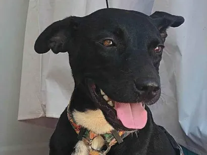 Cachorro raça  idade  nome femia