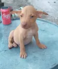 Mistura de labrador com Pitbull