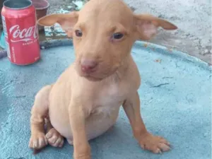 Cachorro raça Labrador idade 2 a 6 meses nome Mistura de labrador com Pitbull 