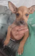 Mistura de labrador com Pitbull