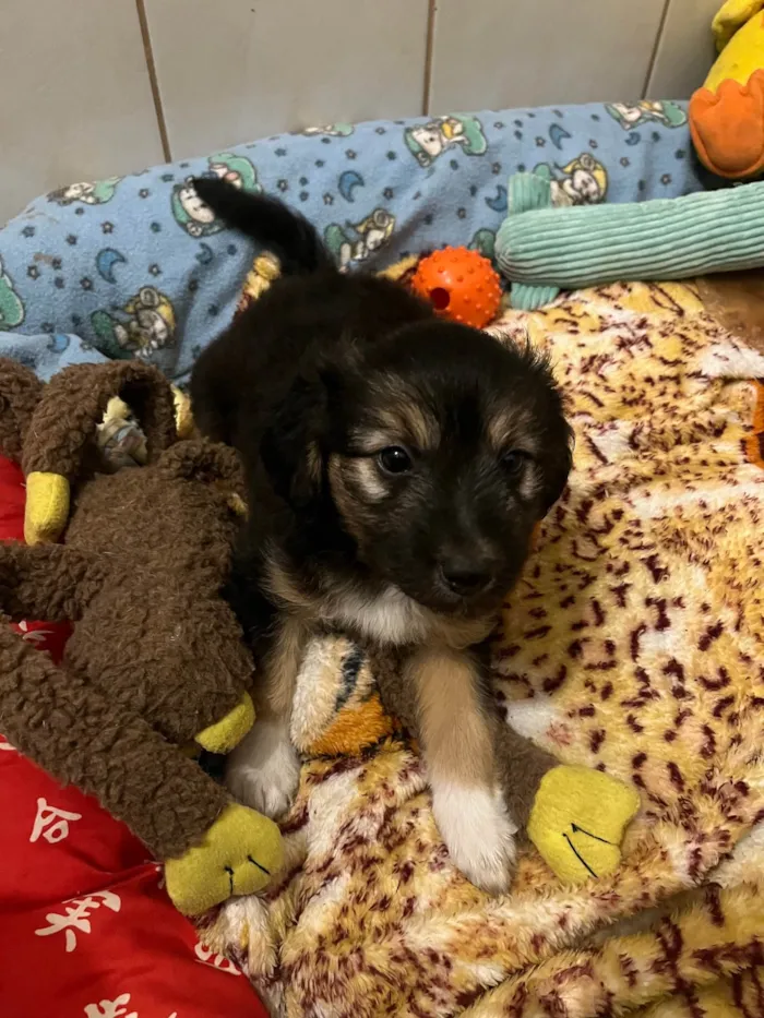 Cachorro ra a SRD-ViraLata idade Abaixo de 2 meses nome Benny