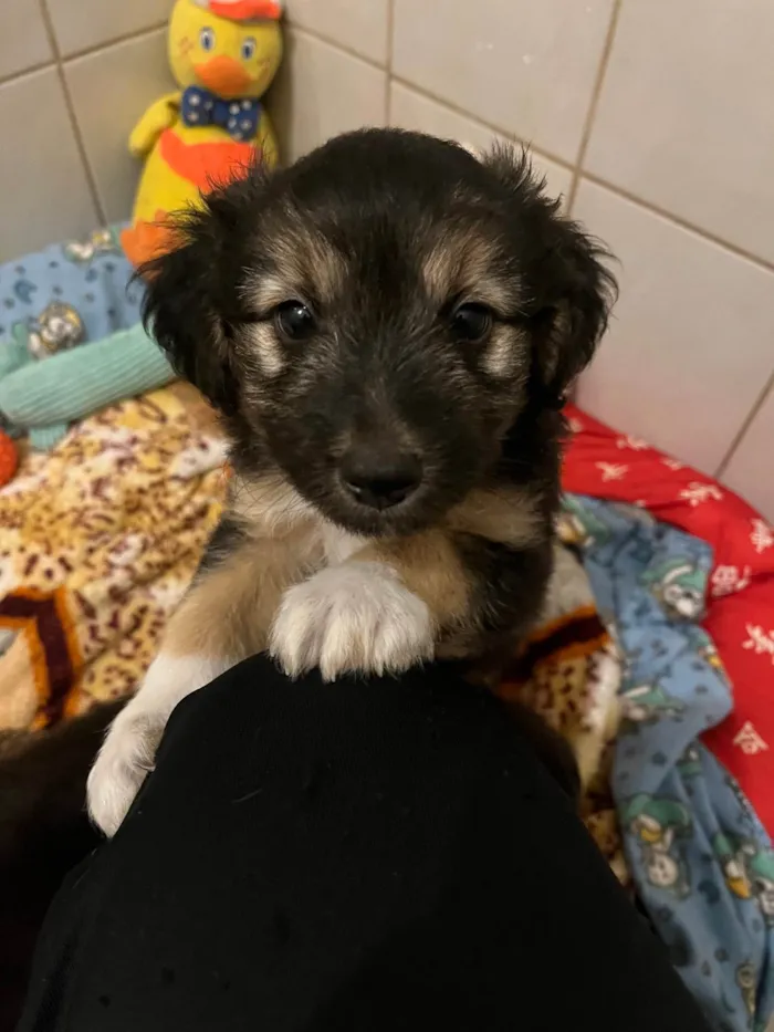Cachorro ra a SRD-ViraLata idade Abaixo de 2 meses nome Benny