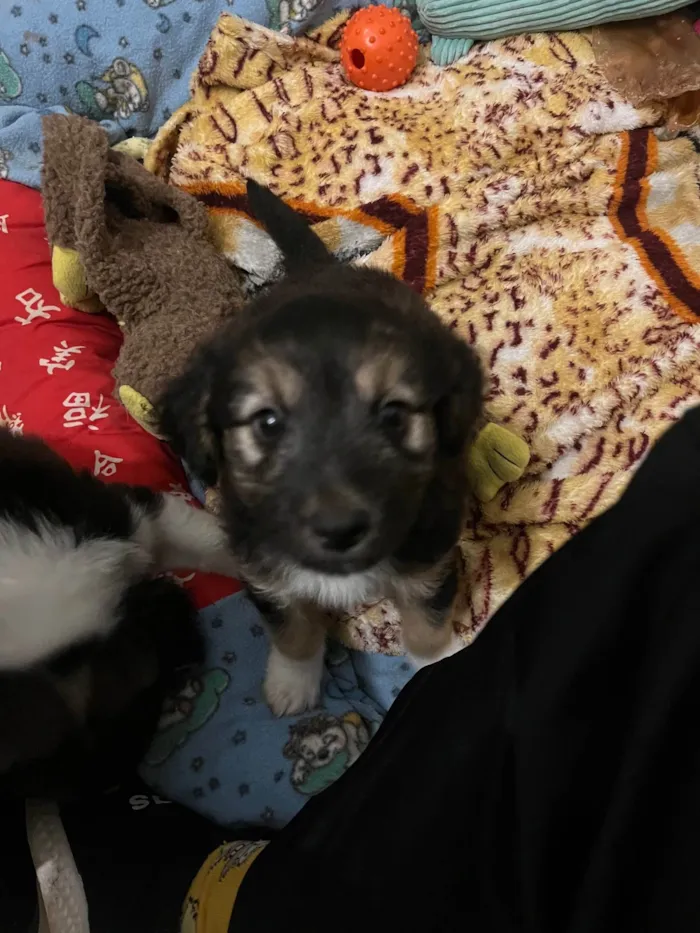 Cachorro ra a SRD-ViraLata idade Abaixo de 2 meses nome Benny