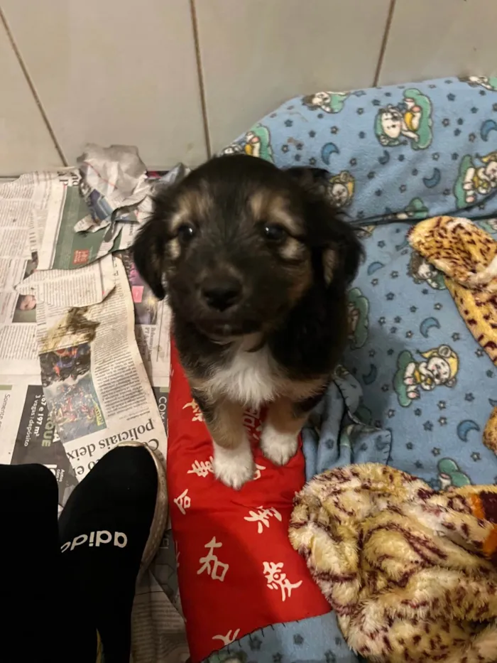 Cachorro ra a SRD-ViraLata idade Abaixo de 2 meses nome Benny