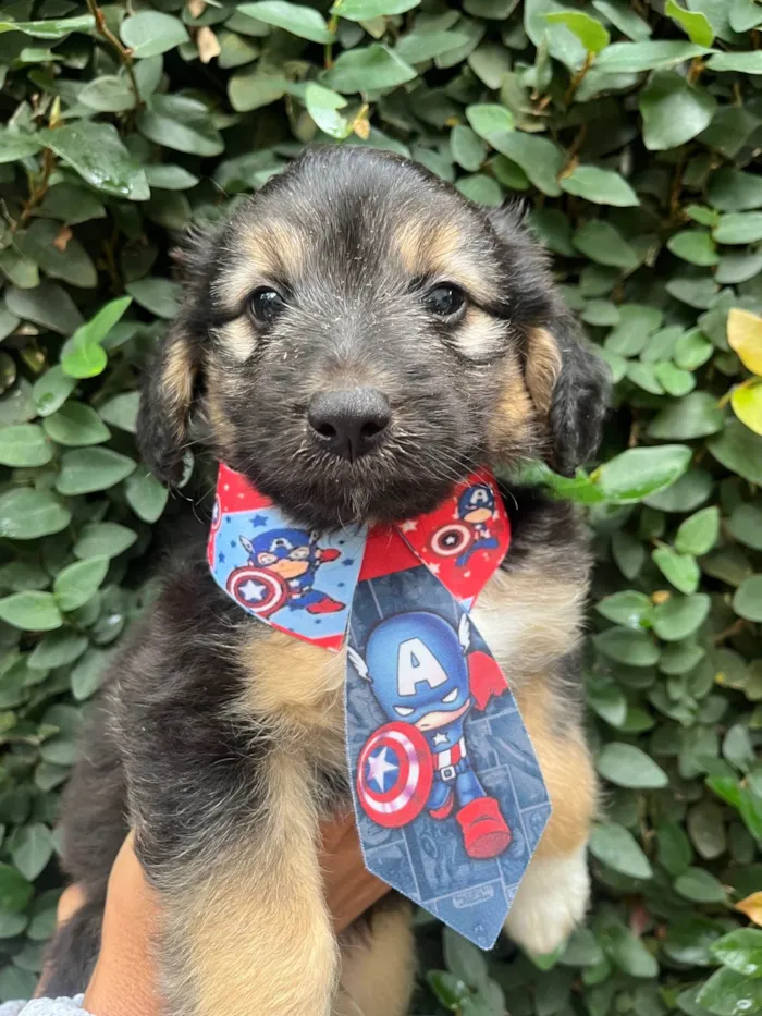 Cachorro ra a SRD-ViraLata idade Abaixo de 2 meses nome Benny