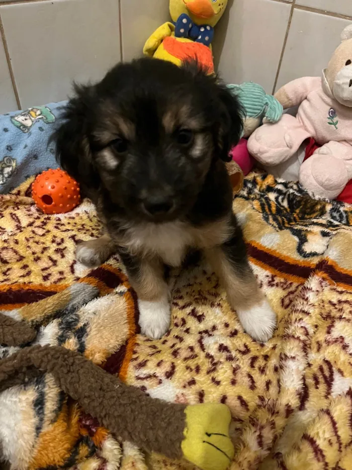 Cachorro ra a SRD-ViraLata idade Abaixo de 2 meses nome Benny