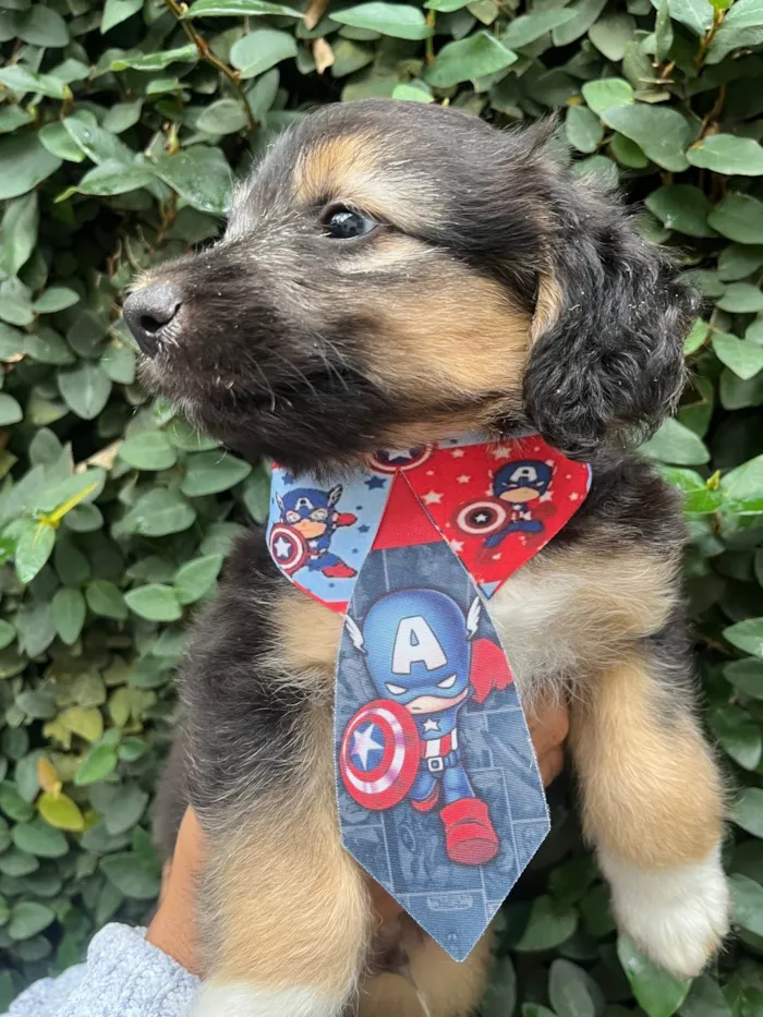 Cachorro ra a SRD-ViraLata idade Abaixo de 2 meses nome Benny