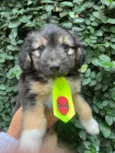Benny