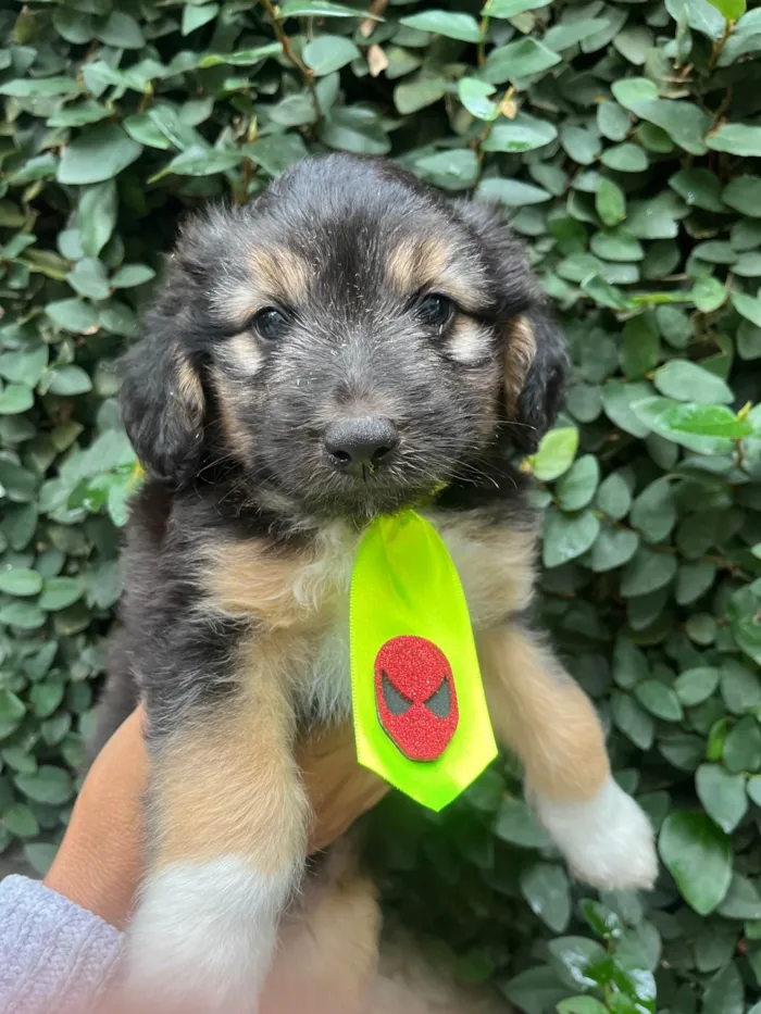 Cachorro ra a SRD-ViraLata idade Abaixo de 2 meses nome Benny