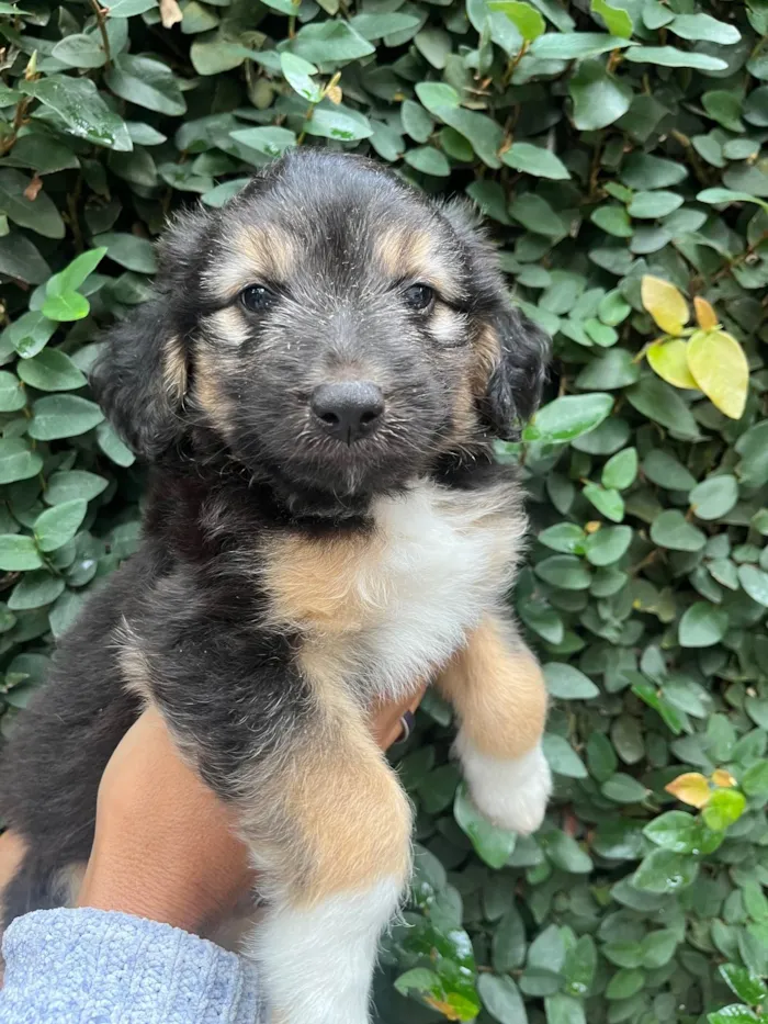 Cachorro ra a SRD-ViraLata idade Abaixo de 2 meses nome Benny