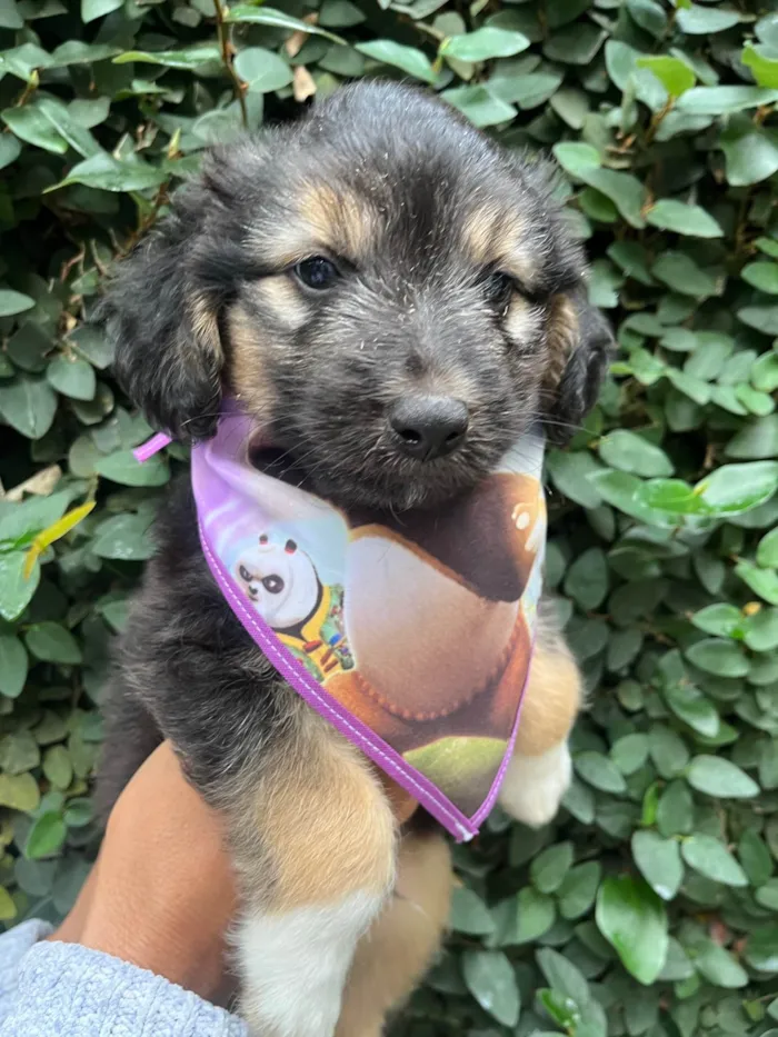 Cachorro ra a SRD-ViraLata idade Abaixo de 2 meses nome Benny